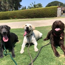 Happy Labs! Happy Labs!