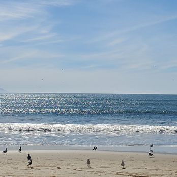 Main Beach/Cowell Beach - Birds on the beach - Beaches Near Me - Santa Cruz, California Main Beach/Cowell Beach - Birds on the beach - Beaches Near Me - Santa Cruz, California