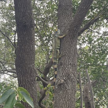 Wakodahatchee Wetlands - Iguana climbing a tree - Parks Near Me - Delray Beach, Florida Wakodahatchee Wetlands - Iguana climbing a tree - Parks Near Me - Delray Beach, Florida
