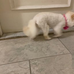 She is depressed because she never had hit fur short like this now! She is depressed because she never had hit fur short like this now!