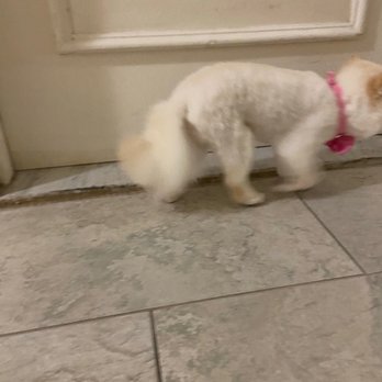 Pimp My Dog - She is depressed because she never had hit fur short like this now! - Pet Groomers Near Me - Bay Harbor, Florida Pimp My Dog - She is depressed because she never had hit fur short like this now! - Pet Groomers Near Me - Bay Harbor, Florida