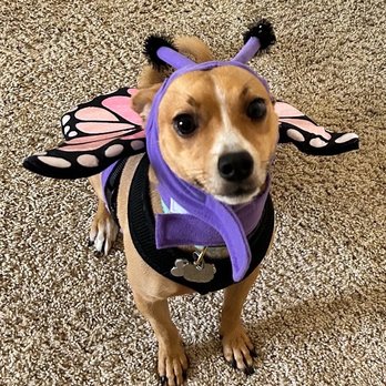 San Diego Pet Training - Pet Training Near Me - Rancho Santa Fe, California San Diego Pet Training - Pet Training Near Me - Rancho Santa Fe, California