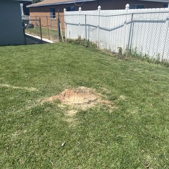 Celis Tree Service - No tree - Tree Services Near Me Celis Tree Service - No tree - Tree Services Near Me