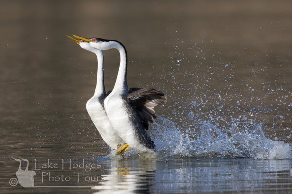 Lake Hodges Photo Tours