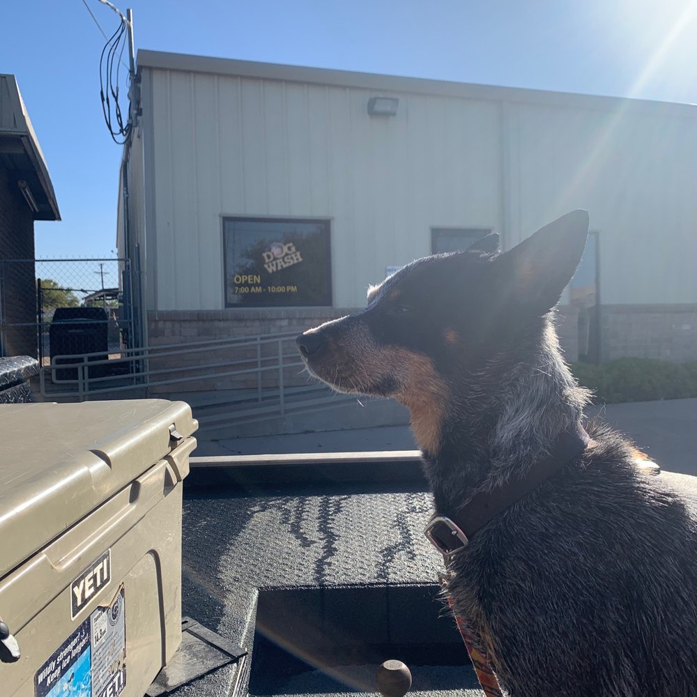 Dog Wash - Nyah loved it! - Pet Groomers Near Me Dog Wash - Nyah loved it! - Pet Groomers Near Me