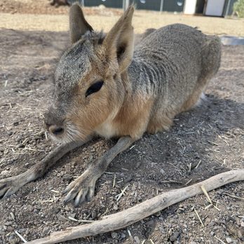 GHOST RANCH EXOTICS AND FUNNY FOOT FARM - Updated March 2026 - 56 ...