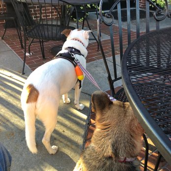 St Angelo's Pizza - Our pups enjoy the St Angelos patio as much as we do! - Pizza Near Me - Atlanta, Georgia St Angelo's Pizza - Our pups enjoy the St Angelos patio as much as we do! - Pizza Near Me - Atlanta, Georgia