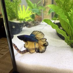 Tropical Fishworld & Pets - Some Kuhli loaches I bought and a betta, from this store.