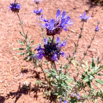 Hayley Hendricks Park - Flowers - Parks Near Me - Henderson, Nevada