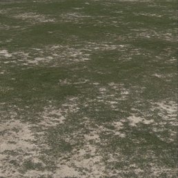 The green.