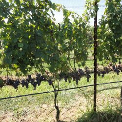 Farrm Vineyard