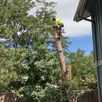 United Tree Service - Hector half way down an 80 foot Scotch pine! - Tree Services Near Me - Aurora, Colorado United Tree Service - Hector half way down an 80 foot Scotch pine! - Tree Services Near Me - Aurora, Colorado