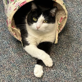 The Cozy Catfe - Pet Adoption Near Me - Arlington, Texas The Cozy Catfe - Pet Adoption Near Me - Arlington, Texas