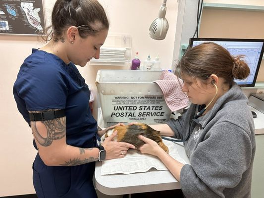 Does Exotic Bird Hospital Have Afterhours: Emergency Care Insights