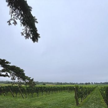 Newport Vineyards - The vineyard - Wineries Near Me - Middletown, Rhode Island