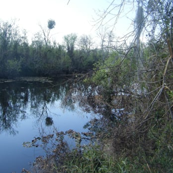 Mariner's Cove Park - Gators in that creek - Parks Near Me - Deltona, Florida