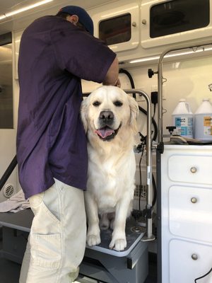 four lucky paws mobile grooming