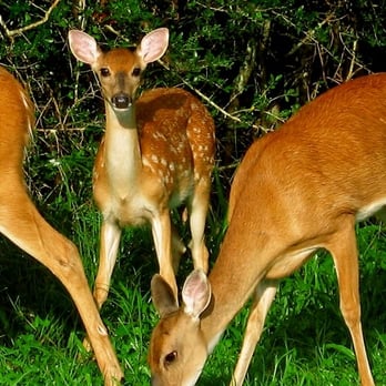 Brazos Bend State Park - Parks Near Me - Needville, Texas Brazos Bend State Park - Parks Near Me - Needville, Texas