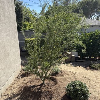 Moon Valley Nurseries - Tree Services Near Me - North Hollywood, California Moon Valley Nurseries - Tree Services Near Me - North Hollywood, California