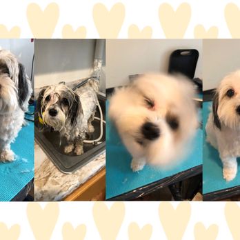 K9 Home Spaw - Coconut is such a perfect girl. This is her transformation. - Pet Groomers Near Me K9 Home Spaw - Coconut is such a perfect girl. This is her transformation. - Pet Groomers Near Me