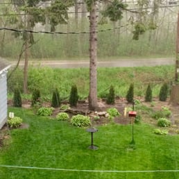The new arborvitaes purchased from Steins today! The new arborvitaes purchased from Steins today!