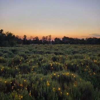 123 Farm - Lavender Nights - Farmers Market Near Me - Cherry Valley, California