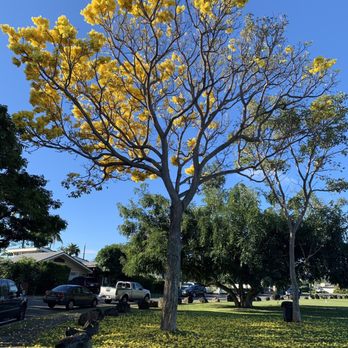 Hunakai Park - Shower tree in bloom! - Parks Near Me - Honolulu, Hawaii