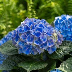 Wilson Nurseries