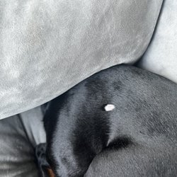 Critter Clippers