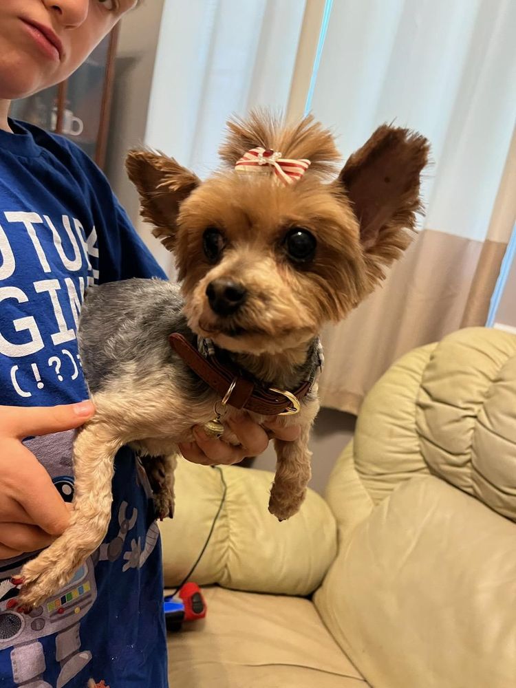 MICHELES CANINE DESIGN Updated July 2024 719 Flat Rock Church Rd, Zebulon, Pet