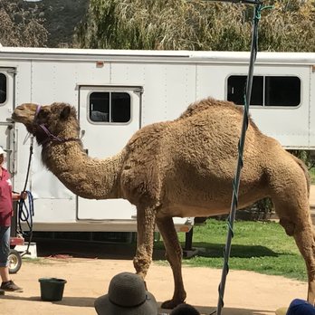Oasis Camel Dairy - camel - Attraction Farms Near Me - Ramona, California Oasis Camel Dairy - camel - Attraction Farms Near Me - Ramona, California