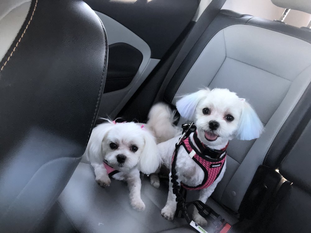 DEVAN YATES PET GROOMING Updated July 2024 13 Photos & 10 Reviews