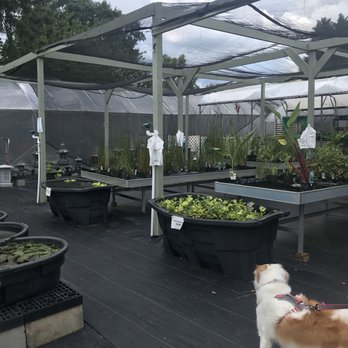 Petal and Pond - Nurseries & Gardening Near Me - Lawrenceville, Georgia