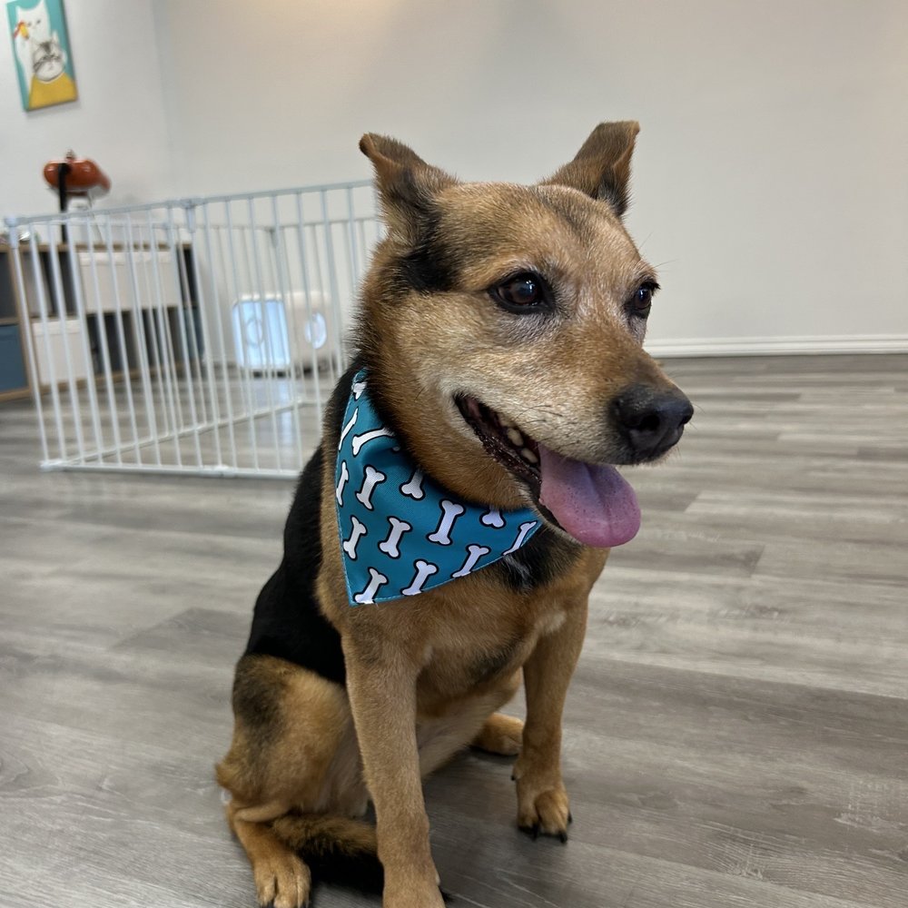 Pet Beloved - Cute bandanna given to both at the end. - Pet Groomers Near Me - San Diego, California Pet Beloved - Cute bandanna given to both at the end. - Pet Groomers Near Me - San Diego, California