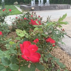 Charles Gabus Memorial Tree Park And Gardens - Roses and fountain