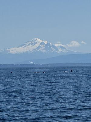 Western Prince Whale Watching Adventures by null