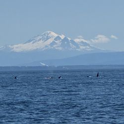 Western Prince Whale Watching - Orca family
