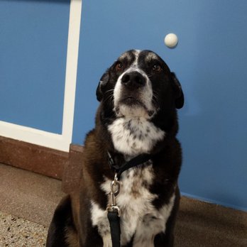 Lafond Veterinary Hospital - Veterinarians Near Me - Detroit, Michigan