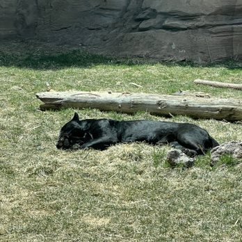 Bearizona - Zoos Near Me - Williams, Arizona Bearizona - Zoos Near Me - Williams, Arizona