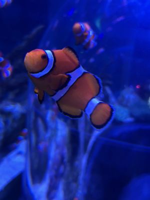 SEA LIFE at Mall of America by null