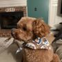 Aqua Dog Grooming