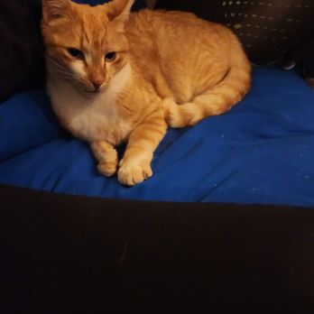 Lakefront at LandsEnd - Homie kitty. Came over to say hi our very first day. Snuggle buddy when the sun went down - Hotels Near Me - Bradley, California
