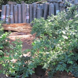 Wiersig Garden Plants