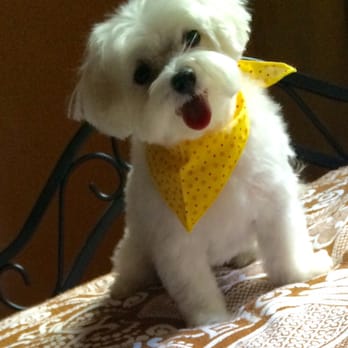 Professional Pet Grooming Salon - Perfect cut and she's happy! - Pet Groomers Near Me - Yonkers, New York Professional Pet Grooming Salon - Perfect cut and she's happy! - Pet Groomers Near Me - Yonkers, New York