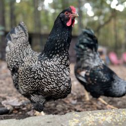 Dinky Creek Feather Farm