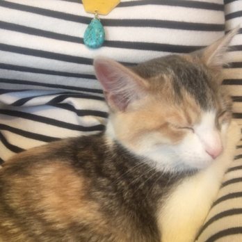 Mauhaus - A kitty that crawled up into my lap! - Themed Cafes Near Me - Maplewood, Missouri Mauhaus - A kitty that crawled up into my lap! - Themed Cafes Near Me - Maplewood, Missouri