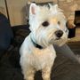 Photo of wagbnb