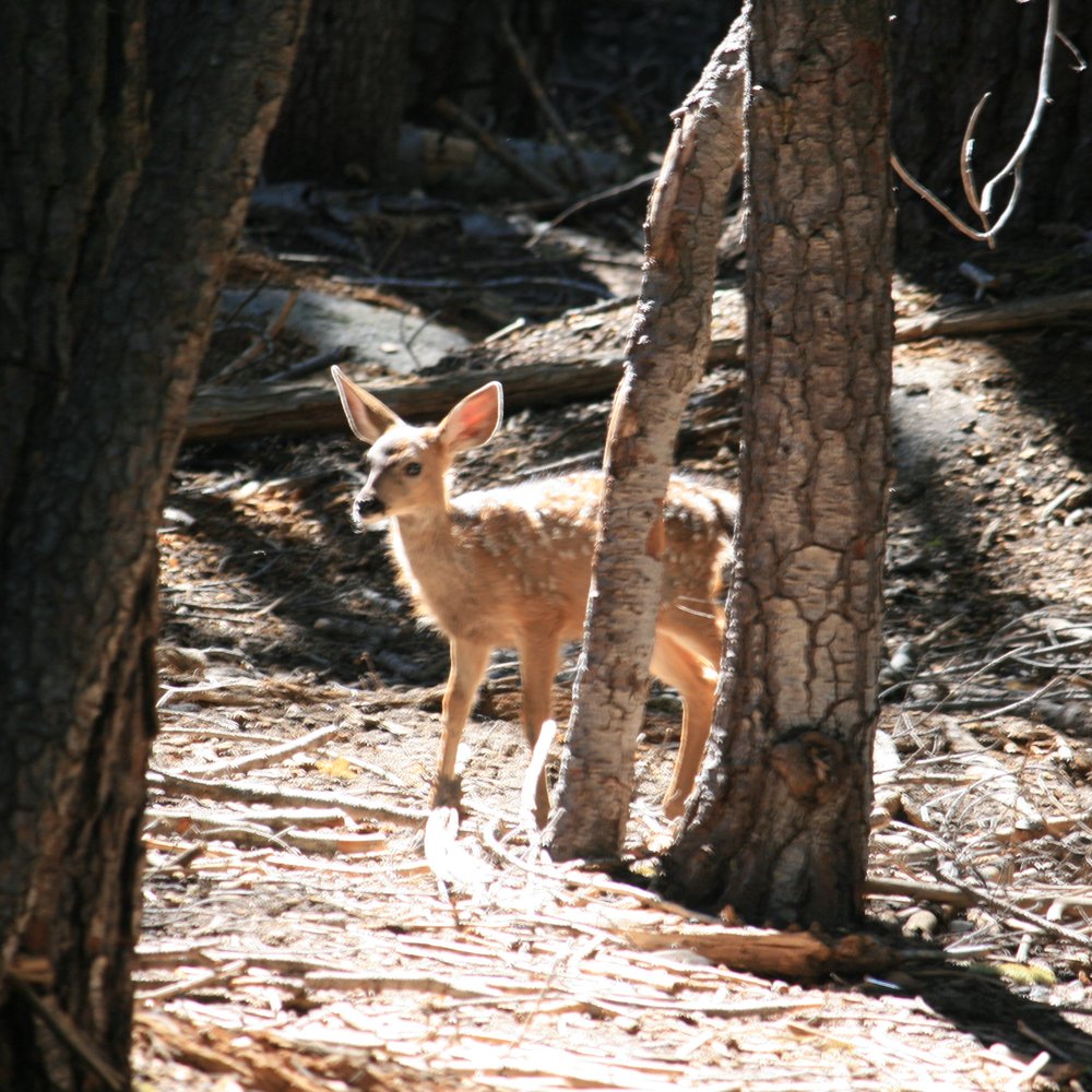fawn seen on the walk through the forested part of the trail fawn seen on the walk through the forested part of the trail
