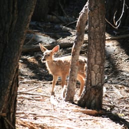 fawn seen on the walk through the forested part of the trail fawn seen on the walk through the forested part of the trail
