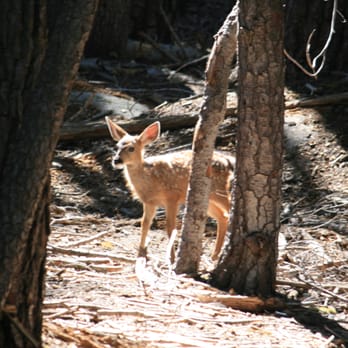 North Dome - fawn seen on the walk through the forested part of the trail - Hiking Near Me - Mariposa, California North Dome - fawn seen on the walk through the forested part of the trail - Hiking Near Me - Mariposa, California